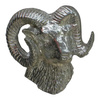 Mouflon